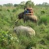 Elephant Ride and Safari